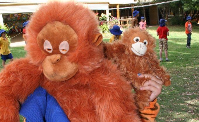 /uploaded_files/media/gallery/orangutan_day_16514_crop.jpg